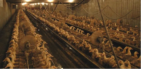 Foie gras : les associations de défense des animaux dénoncent les gavages et les mauvais traitements