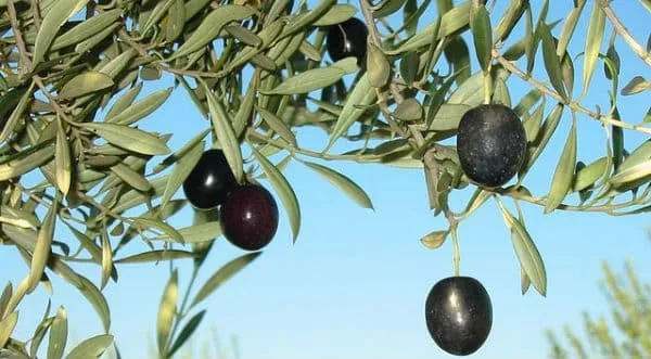 Huile d’olive : Les oliveraies d’Europe en panne de production