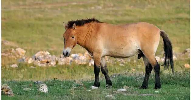 Horsegate : le retour du scandale de la viande de cheval en Europe ?