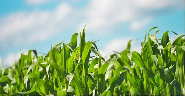 Soufflet Agriculture et sa filiale Soufflet Altlantique décrochent leur certification « Agriculture biologique »