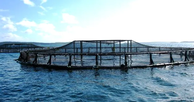 Avec Acui-T, Neovia fait le pari de l’aquaculture