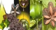 L’huile vierge Inca Inchi obtient l’alimentarité en Europe