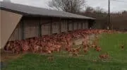 Maïsadour investit dans les bâtiments d’élevage et le photovoltaïsme chez les éleveurs de la Haute-Vienne